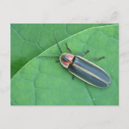 パイラリスのホタル葉書。 ポストカード (正面)