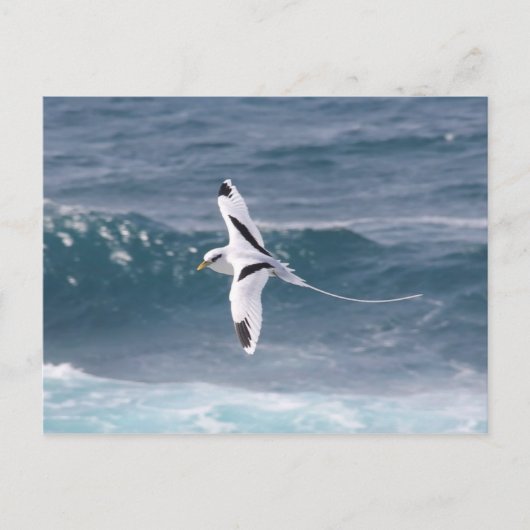 パイルエンキュー ポストカード (正面)