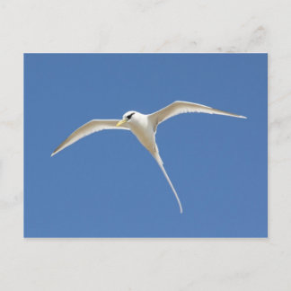 パイルエンキュー ポストカード