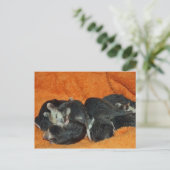 パイルベビーオポッサム ポストカード (スタンド正面)