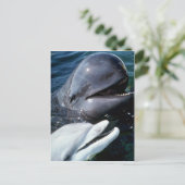 パイロットホエールイルカと大西洋産ボトルノイルカ ポストカード (スタンド正面)