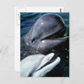 パイロットホエールイルカと大西洋産ボトルノイルカ ポストカード (正面/裏面)
