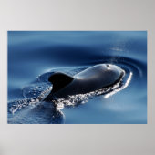 パイロット鯨 ポスター (正面)