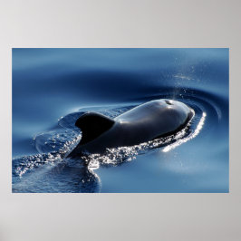 パイロット鯨 ポスター