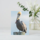 パイロンでとまるペリカン ポストカード (スタンド正面)