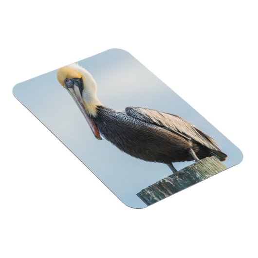 パイロンに覆われたペリカン マグネット (右側)