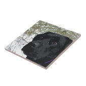 パインきらめくズ – 雪ラブラドール- Black Lab タイル (側面)