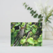 パイングロスビーク ポストカード (スタンド正面)