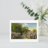 パイングローブパークポートヒューロンミシガンヴィンテージ ポストカード (スタンド正面)