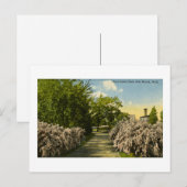 パイングローブパークポートヒューロンミシガンヴィンテージ ポストカード (正面/裏面)