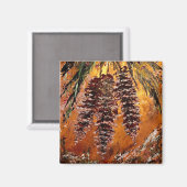 パインコーン磁石 マグネット (正面/裏面)