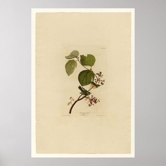 パインスワンプウォーブラー ポスター (正面)