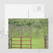 パインズへのオリジナル ポストカード (正面/裏面)