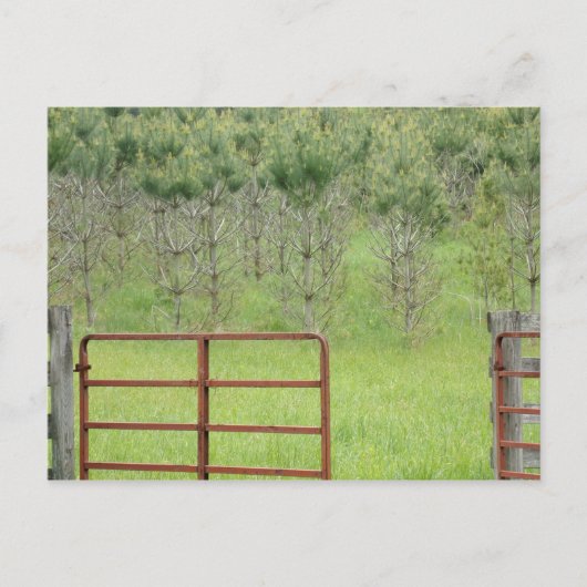 パインズへのオリジナル ポストカード (正面)