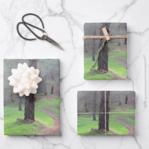 パインフォレストロード