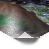 パインマルテンプリント フォトプリント            (角)