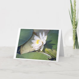 パインレイクウォーターリリー カード