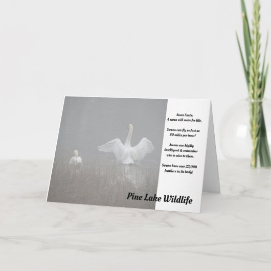 パイン湖の白鳥 カード (正面)