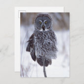 パイン素晴らしシティMNの近くの灰色フクロウ、 ポストカード (正面/裏面)