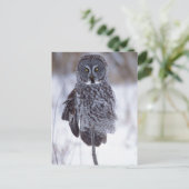 パイン素晴らしシティMNの近くの灰色フクロウ、 ポストカード (スタンド正面)