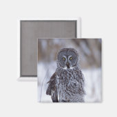パイン素晴らしシティMNの近くの灰色フクロウ、 マグネット (正面/裏面)