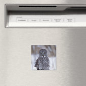 パイン素晴らしシティMNの近くの灰色フクロウ、 マグネット (インサイチュ (食洗機))