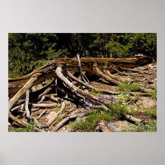 パイン落ちたツリー ポスター (正面)