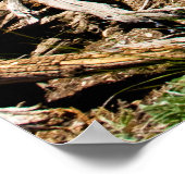 パイン落ちたツリー ポスター (角)