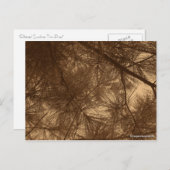 パイン通過フィルターサンシャイン ポストカード (正面/裏面)