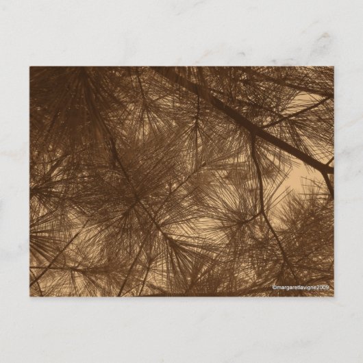 パイン通過フィルターサンシャイン ポストカード (正面)