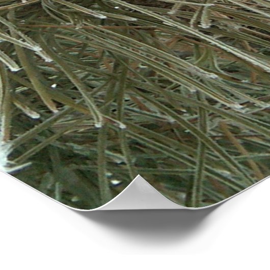 パイン霜の降りた ポスター (角)