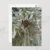 パイン霜の降りた ポストカード (正面/裏面)