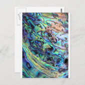 パウア貝殻の詳細 ポストカード (正面/裏面)