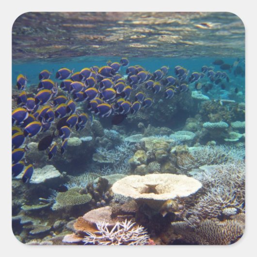 パウダーブルーの外科医の魚 スクエアシール (正面)