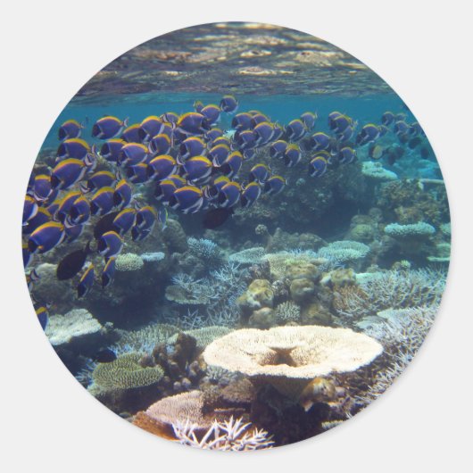 パウダーブルーの外科医の魚 ラウンドシール (正面)