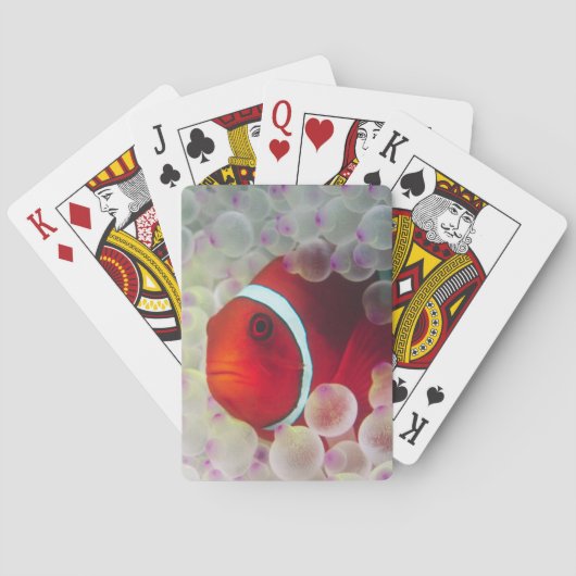 パウプニューギニア素晴らしバリアリーフ トランプ (裏面)