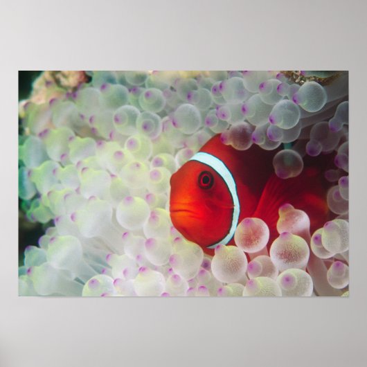 パウプニューギニア素晴らしバリアリーフ ポスター (正面)