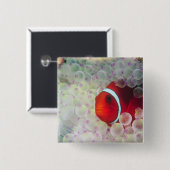 パウプニューギニア素晴らしバリアリーフ 缶バッジ (正面&裏面)