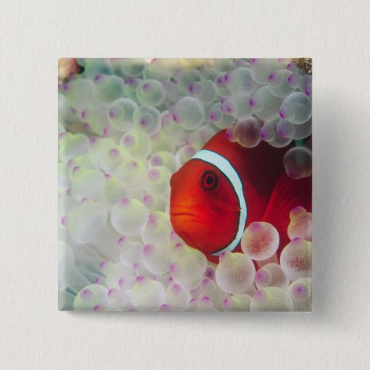 パウプニューギニア素晴らしバリアリーフ 缶バッジ (正面)