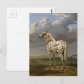 パウルスポッター – "ピエバルト"馬。ヴィンテージ画像 ポストカード (正面/裏面)