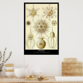 パエオダリア – プレート1 – クンストフォーメンデルナトゥール ポスター (キッチン)