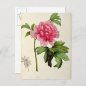 パエオニア・ムーダン， c.1799 ポストカード (正面/裏面)