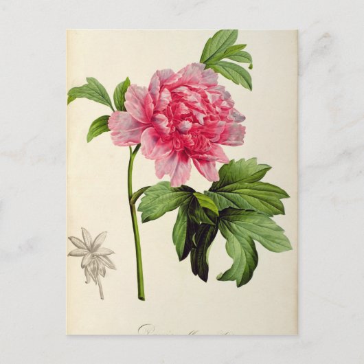 パエオニア・ムーダン， c.1799 ポストカード (正面)