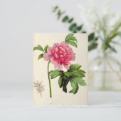 パエオニア・ムーダン， c.1799 ポストカード (スタンド正面)