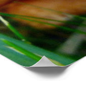 パキシス ポスター (角)