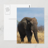 パキデーム葉書 ポストカード (正面/裏面)