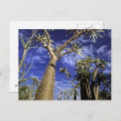 パキポディウムの木から成るとげのある森 ポストカード (正面/裏面)