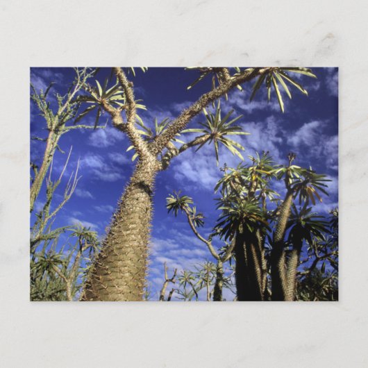 パキポディウムの木から成るとげのある森 ポストカード (正面)
