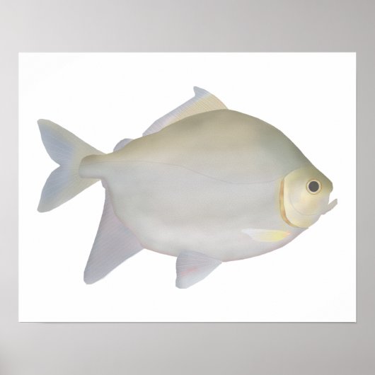 パクムルティンガ ポスター (正面)