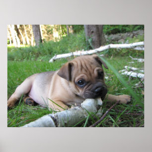 パグかSharpeiの子犬のプリント ポスター